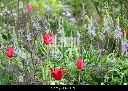 Rote Tulpen, Anthriscus 'Ravenswing', Camassia einpflanzen Kombination Stockfoto