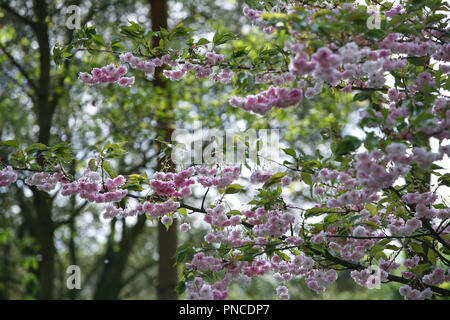 Prunus 'Hanazomei' - pale pink Japanese flowering cherry Stockfoto