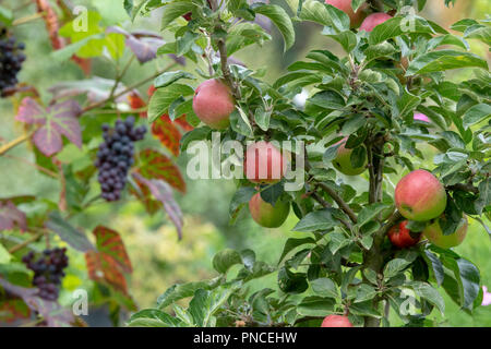 Malus Domestica. Äpfel auf einem Baum vor Trauben am Weinstock in einem englischen Garten Stockfoto