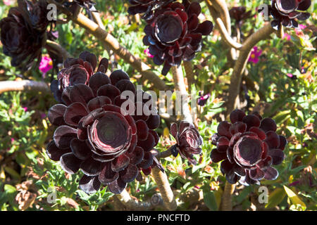 Aeonium arboreum, Tresco Abbey Garten, Tresco, Isles of Scilly, Großbritannien Stockfoto