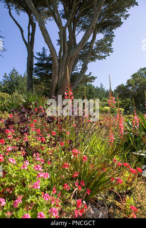 Der mediterrane Garten, Tresco Abtei, Isles of Scilly, Großbritannien Stockfoto