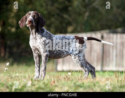 Deutsch Kurzhaar Pointer, deutschen kurtshaar Eine braun getupft Welpe, stehend auf einem grünen Gras auf dem Feld, ein kleiner süßer Hund, volle Länge Foto, Stockfoto