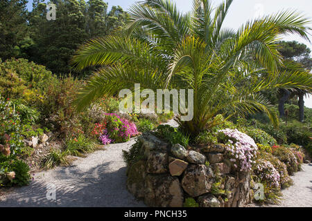 Die obere Terrasse, Tresco Abbey Gardens, Tresco, Isles of Scilly, Großbritannien Stockfoto
