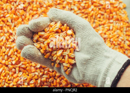 Landwirt Handvoll geerntet, Maiskörner, Konzept des Überflusses und des großen Ertrag nach der erfolgreichen Ernte Stockfoto