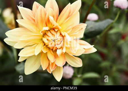 Schöne gelbe und orange Motto Dahlia, oder das Abendessen Platte Dahlia, Blume. Stockfoto