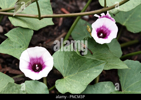 Süßkartoffel Blumen blühen inmitten der Pflanzen ranken und Blätter in einem organischen Garten. Stockfoto