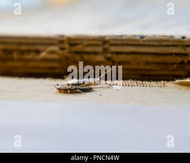 Pest Bücher und Zeitungen. Insekten füttern auf Papier - silberfische, lepisma Stockfoto