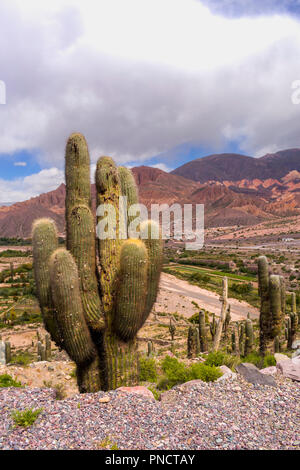 Ein riesiger Kaktus (echinopsis Atacamensis) in Tilcara, Provinz Jujuy, Argentinien mit einem Tal und die bunten Berge im Hintergrund Stockfoto