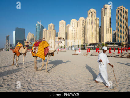 Mann mit Kamelreiten für Touristen am Strand am Strand von Jumeirah Beach Bezirk des modernen Dubai, VAE, Vereinigte Arabische Emirate. Stockfoto