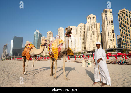 Mann mit Kamelreiten für Touristen am Strand am Strand von Jumeirah Beach Bezirk des modernen Dubai, VAE, Vereinigte Arabische Emirate. Stockfoto