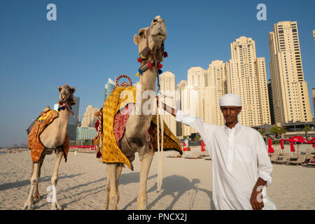 Mann mit Kamelreiten für Touristen am Strand am Strand von Jumeirah Beach Bezirk des modernen Dubai, VAE, Vereinigte Arabische Emirate. Stockfoto