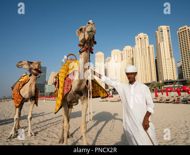 Mann mit Kamelreiten für Touristen am Strand am Strand von Jumeirah Beach Bezirk des modernen Dubai, VAE, Vereinigte Arabische Emirate. Stockfoto