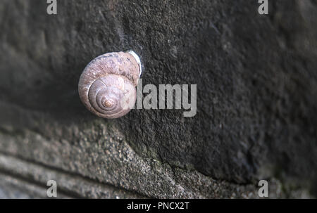 Ein einsames Land snail Gleiten auf einem Kieselstrand Wand Stockfoto