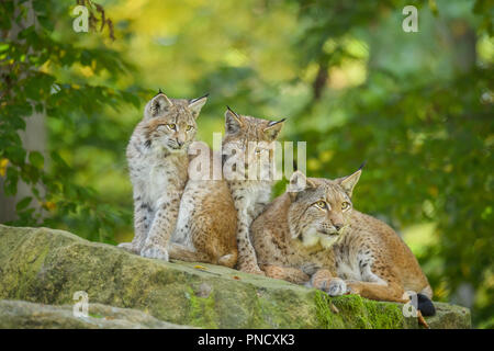 Eurasischen Luchs Lynx lynx, Weibchen mit zwei Kätzchen, Deutschland, Europa Stockfoto