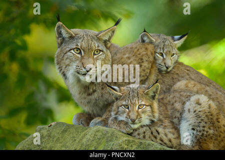 Eurasischen Luchs Lynx lynx, Weibchen mit zwei Kätzchen, Deutschland, Europa Stockfoto