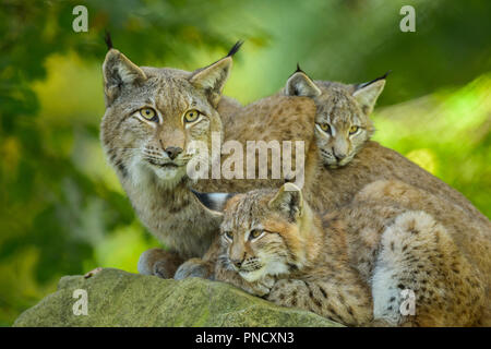 Eurasischen Luchs Lynx lynx, Weibchen mit zwei Kätzchen, Deutschland, Europa Stockfoto