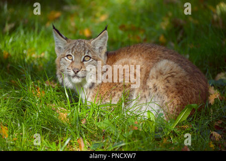 Eurasischen Luchs Lynx lynx, Kätzchen, Deutschland, Europa Stockfoto