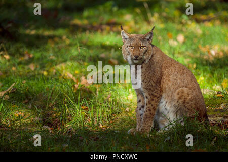 Eurasischen Luchs Lynx lynx, Weiblich, Deutschland, Europa Stockfoto