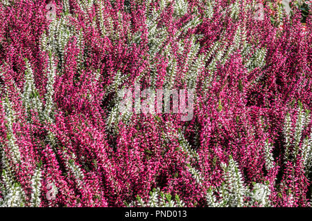 Gemeine Heide Weiß Rot Calluna vulgaris Blumen gemischt Stockfoto