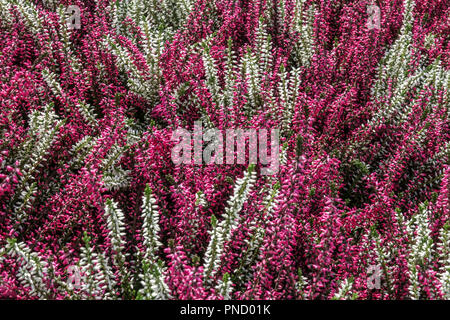 Gemeinsame Heidekraut Calluna vulgaris, rot weißen Garten Blumen Stockfoto