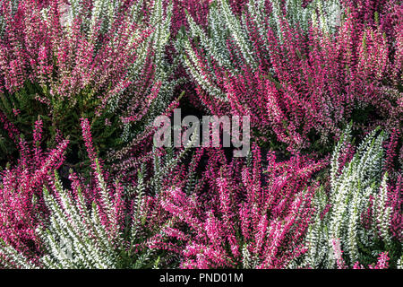 Violett weiß Blühende Gemeine Heide Calluna vulgaris gemischte Blüten Stockfoto