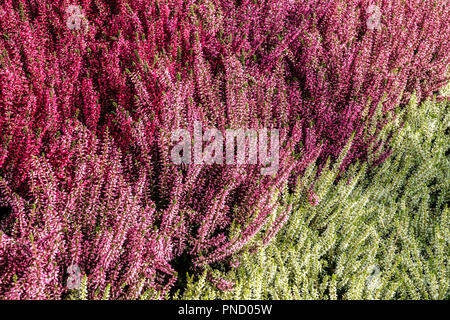 Blühende Heidekraut - Calluna vulgaris, bunte Garten gemischte Sorten Stockfoto