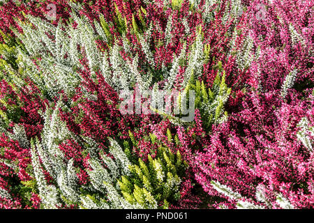 Blühende gewöhnliche Heide Calluna vulgaris 'Beauty Ladies', Herbstpflanzen mehrfarbige Sorte Stockfoto