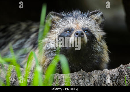 Marderhund, Nyctereutes procyonoides, in hohlen Log Sitzung Stockfoto