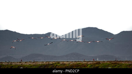 Gruppe von Flamingos in einer Reihe fliegen Stockfoto