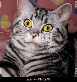 1990 s Silber Tabby gestreifte Katze PORTRAIT-kc 11790 RSS 001 HARS FELINE ZANY UNKONVENTIONELLE VERBINDUNG CLOSE-UP STARE SCHOCKREAKTIONEN EIGENWILLIGEN KATZEN PREDATOR mit weit aufgerissenen Augen AMÜSANT HAUSKATZEN HAUSKATZEN EXZENTRISCHE KITTY SÄUGETIER WHISKER UNREGELMÄSSIG ALTE ERSCHROCKEN ALTMODISCH Stockfoto