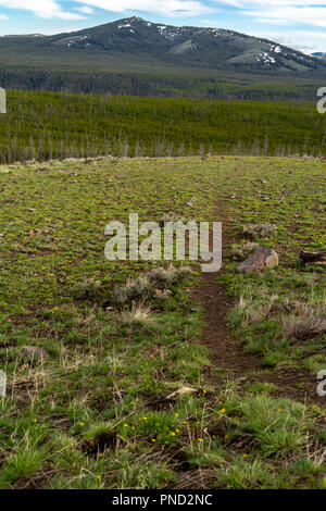 Trail durch den Yellowstone National Park, Schmutz Wanderweg führt in eine Wiese und Berge. Wildblumen und Gräser auf der Spur Stockfoto