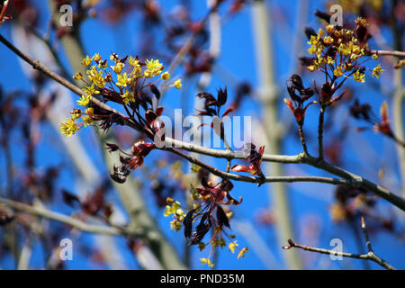 Blühende Zweig der Crimson King Ahornbaum im Frühjahr mit einem Bokeh effect Stockfoto