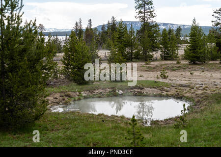 Kleiner Teich heißen Quellen im Yellowstone National Park. Dampf stieg aus dem Wasser in den natürlichen Quelle. Pinien umgeben die Feder Stockfoto