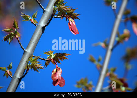 Nahaufnahme von Samen, die auf einer roten Sonnenuntergang Ahorn, Acer rubrum, im Frühling Stockfoto