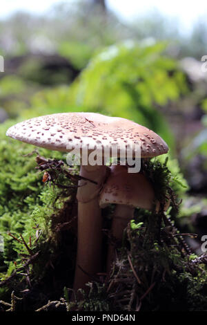 Amanita pantherina Pilze im Wald Stockfoto