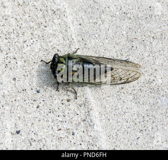 Gemeinsame Dog Day Cicada, Neotibicen canicularis, jährliche Zikade rief auch Dogday Harvestfly Stockfoto