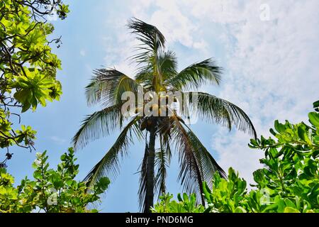 Großen Palme auf der grossen Insel Stockfoto