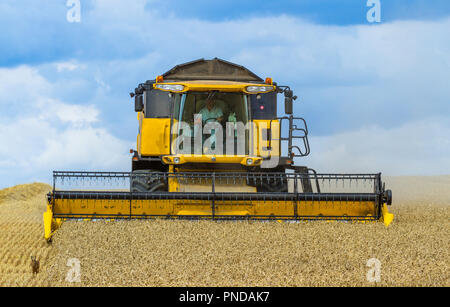 Ein New Holland Mähdrescher bei der Arbeit in einem Weizenfeld erschreckt einen Hasen. Stockfoto