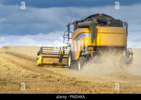 Ein New Holland Mähdrescher bei der Arbeit in einem Weizenfeld. Stockfoto