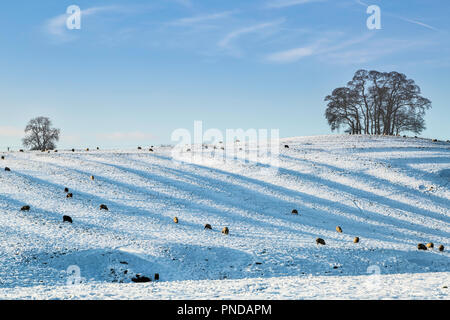 Schafbeweidung im Schnee bedeckt Feld. Stockfoto