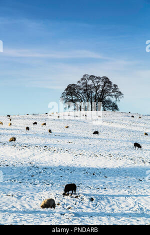 Schafbeweidung im Schnee bedeckt Feld. Stockfoto