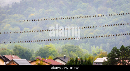 Vögel auf elektrische oder Telefon Kabel oder Kabel. Riesige Herde der Spatz Vögel sitzen auf Kabel und elektrischen Leitung Pole über ein Dorf im regnerischen Tag Stockfoto