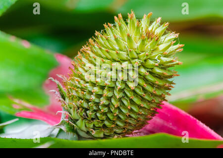 Aechmea Larix spp., südöstliches Brasilien endemische Pflanze Stockfoto