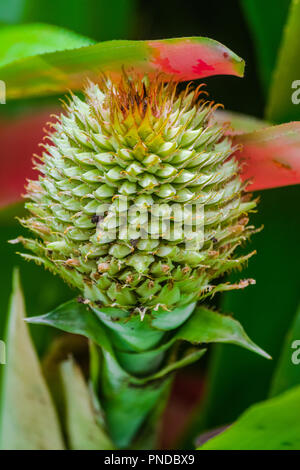 Aechmea Larix spp., südöstliches Brasilien endemische Pflanze Stockfoto