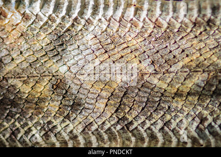 Getrocknete Schlange Haut von Malayan pit Viper (Calloselasma rhodostoma) für den Hintergrund. Calloselasma rhodostoma Schlange auch als Malaiische/malaysischen Grube Vipe bekannt Stockfoto