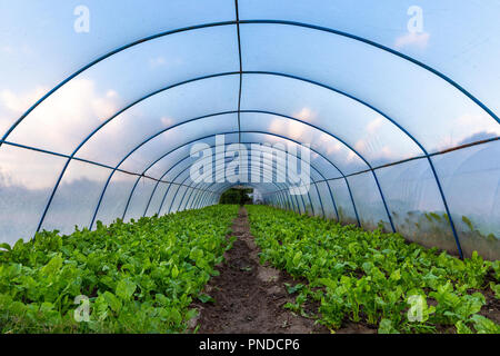 Reihen von Tomatenpflanzen innerhalb der Grünen Haus wächst. Ein Gewächshaus ist eine Struktur mit Wänden und Dach gemacht hauptsächlich aus transparentem Material. Stockfoto