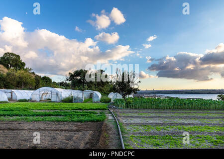 Reihen von Tomatenpflanzen innerhalb der Grünen Haus wächst. Ein Gewächshaus ist eine Struktur mit Wänden und Dach gemacht hauptsächlich aus transparentem Material. Stockfoto