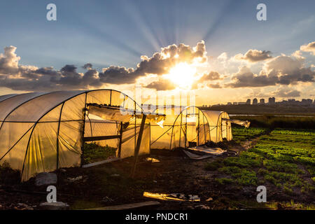 Reihen von Tomatenpflanzen innerhalb der Grünen Haus wächst. Ein Gewächshaus ist eine Struktur mit Wänden und Dach gemacht hauptsächlich aus transparentem Material. Stockfoto