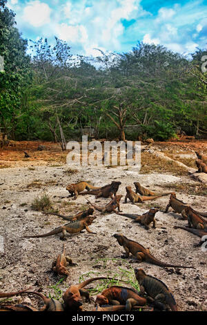 Eine Herde von leguane in der Dominikanischen Republik Stockfoto