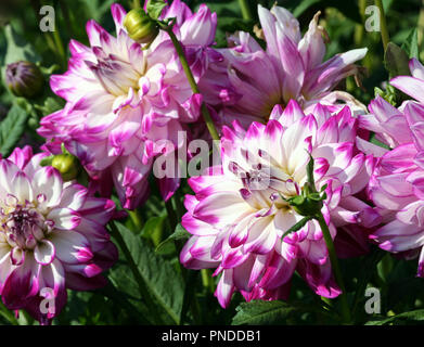 Wer dun it Art asteraceae große lila Blüten mit weißer Farbe und einer gelben Kern, sonnigen Herbsttag, grüne Laub der Pflanze auf dem Hintergrund, Stockfoto